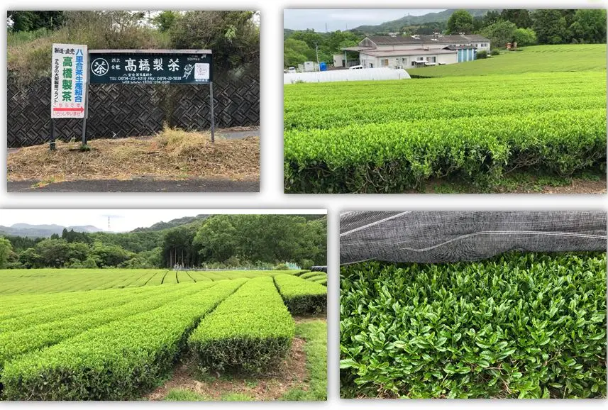 
Bagged citrus yuzu green tea matcha Japanese for refreshment 