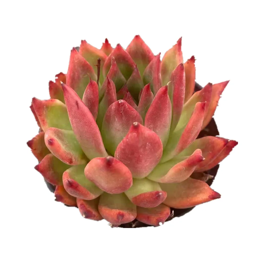 
WB37 Echeveria Frank Live Succulent live Plant woody plant bonsai indoor plant gardening Flora 