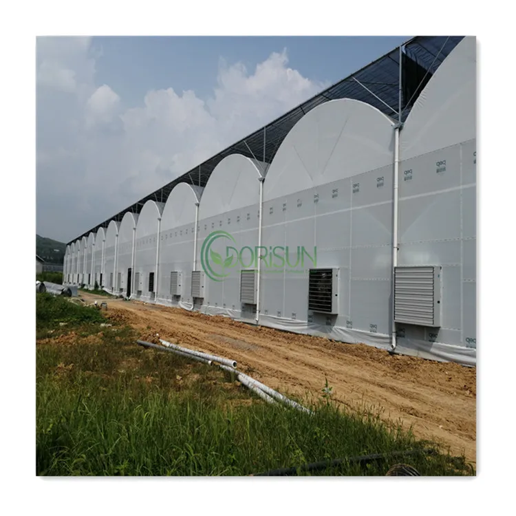 Popular Low Cost Commercial Greenhouses  Insulation Tunnel Greenhouses Heating Systems Multi Span Greenhouse For Walking