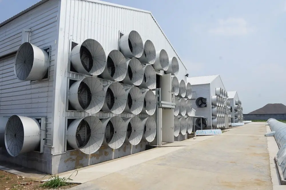 Automatic Poultry Cage Layer Poultry Farm  Automatic Battery Cage Automatic Poultry Layer  Equipment Jaula De Gallina Ponedora