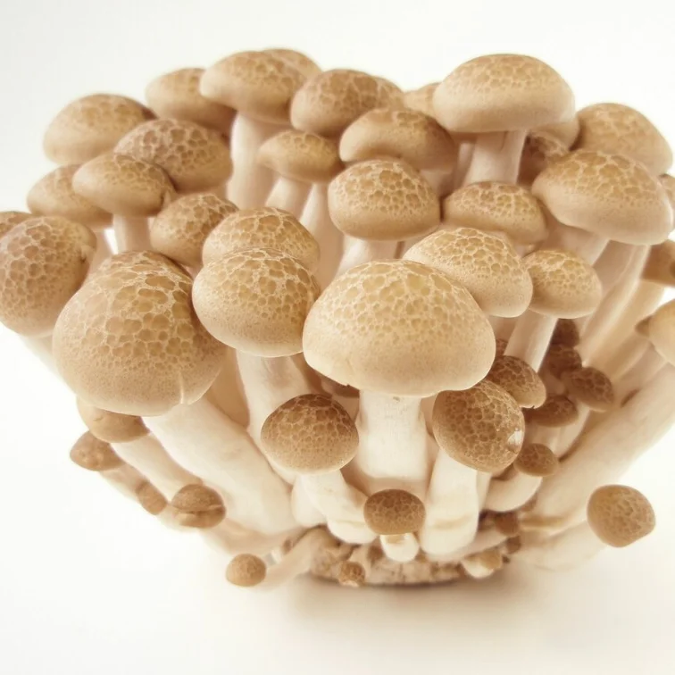 
Best Selling Commercially Cultivated Brown Mushroom Shimeji Edible Fungus 