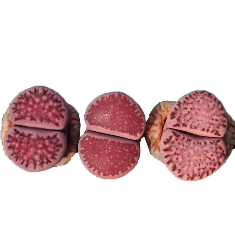 
2-3cmNew style low price high quality Succulent Plants purple color Lithops variety,violet Crushed stone 