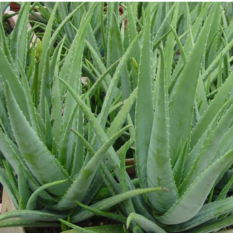 Заводская поставка Ciyuan оптовая цена высокое качество экстракт алоэ вера 95%