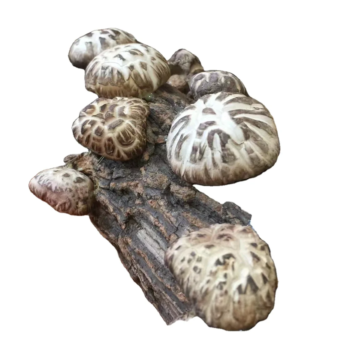 2020 Highly Nutritious Mushrooms Plain Anti Sweet Morel Style Storage Color Cooking Flavour Weight Shelf Brown Raw Origin
