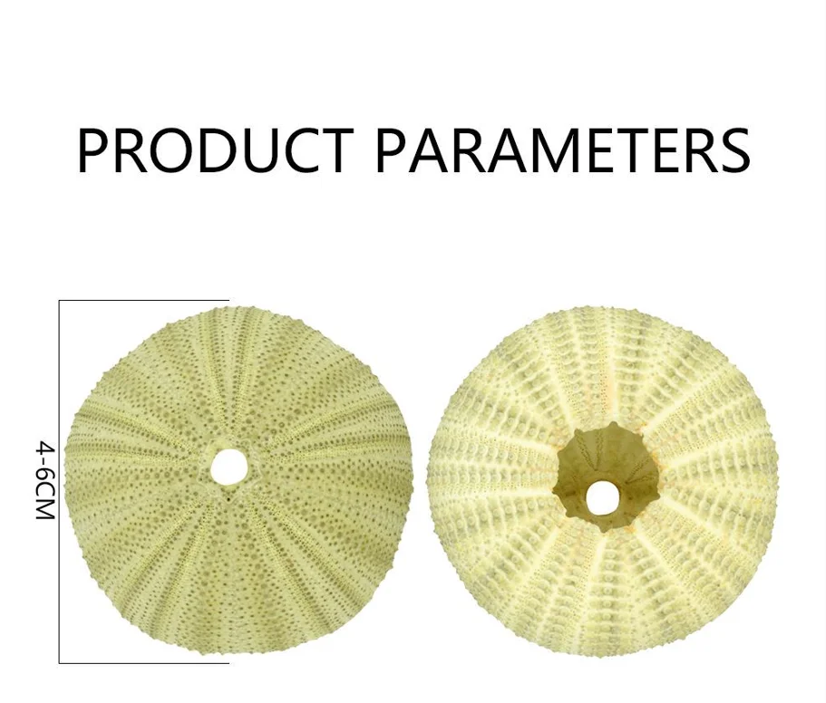 Natural Sea Urchin  Green Snail Shell  For Handicrafts  Best Price Sea Urchin Handicrafts Accessories Natural Shell