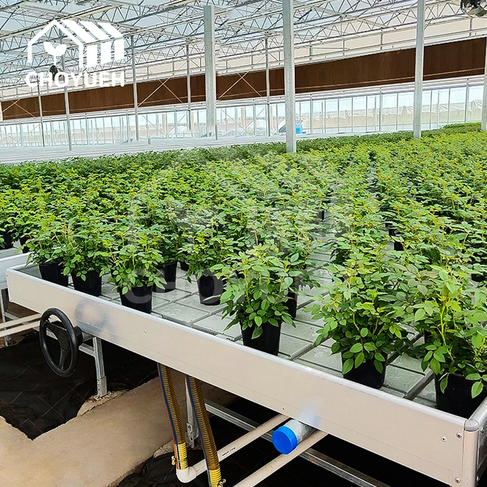 CHOYUEH A innovative solution for enhanced seedling production peanut seedlings the efficient rolling seedbed greenhouse seedbed