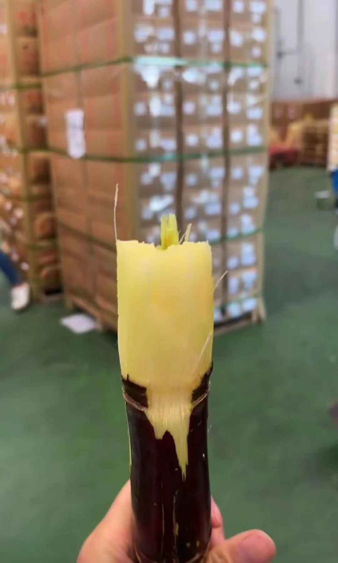 KWS Fresh Raw Sugar Cane Sticks for Export