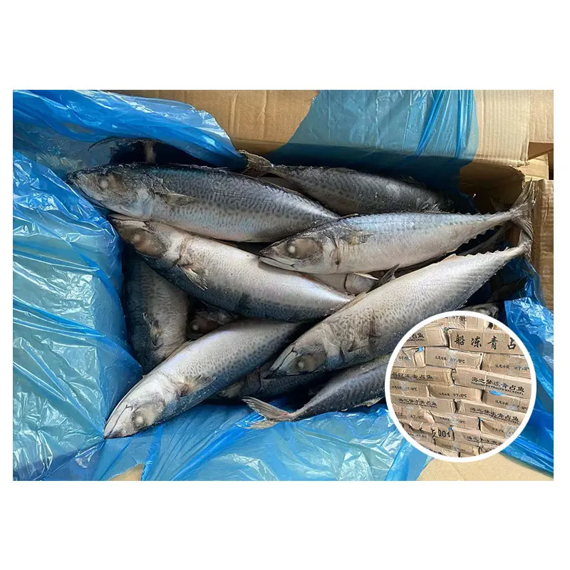 Good Quality Frozen Pacific Mackerel Fish 15-20pcs Without Roe Frozen Mackerel