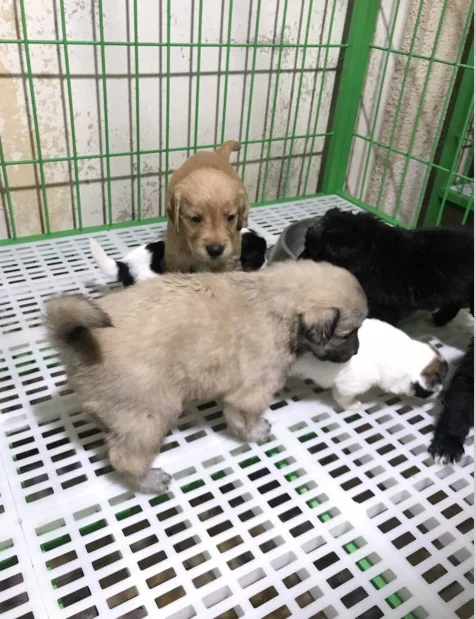 Plastic Floor Mat For Dog Cage Dog Kennel