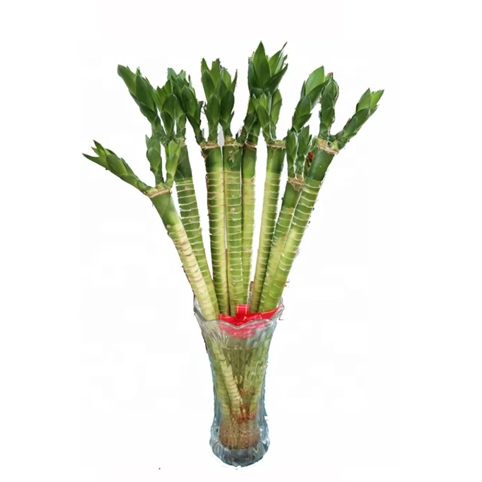 
Lotus Bamboo Plant Colorful lucky bamboo thailand dracaena sanderiana 