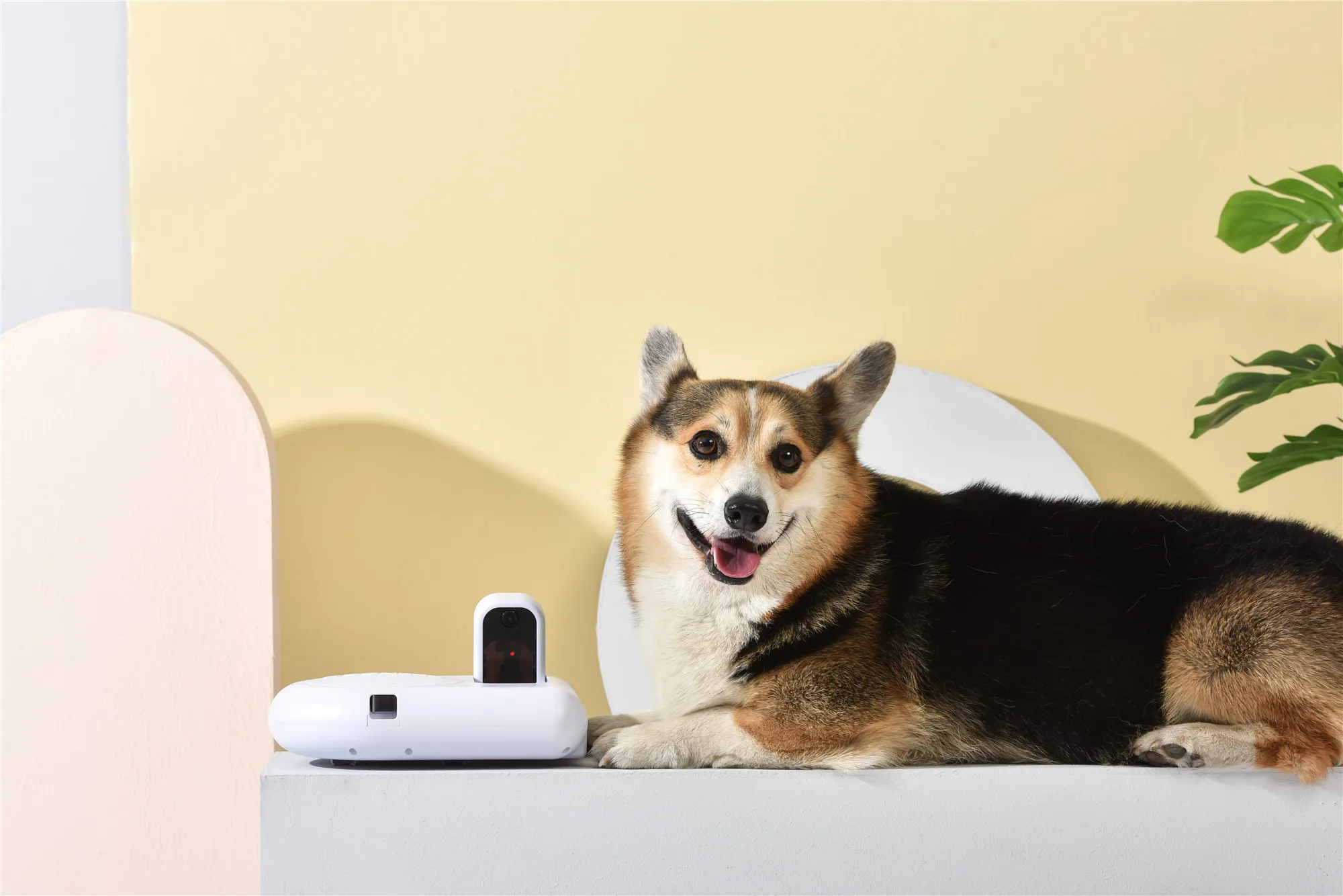  Dogness мини робот настенный лазерный свет игрушка приложение управление динамик голосовое взаимодействие автоматический диспенсер для