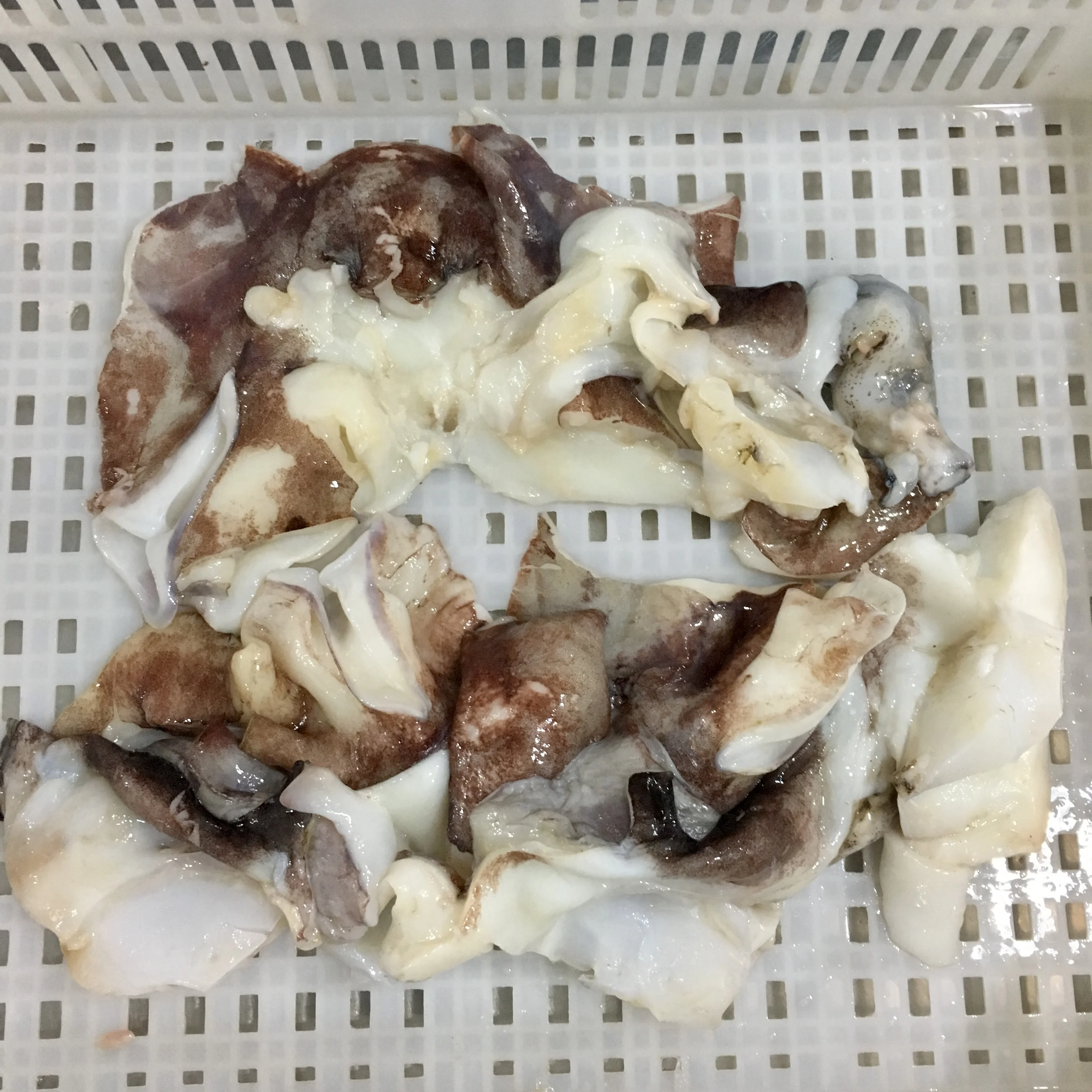 
Frozen Peru Giant Squid Neck Indian Ocean Squid Neck The Butterfly Shape 