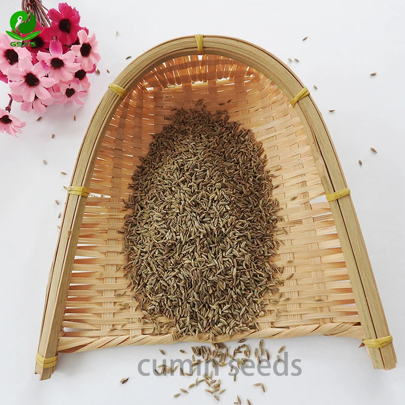 Chinese 2023 New Crop High Quality Cumin Seeds