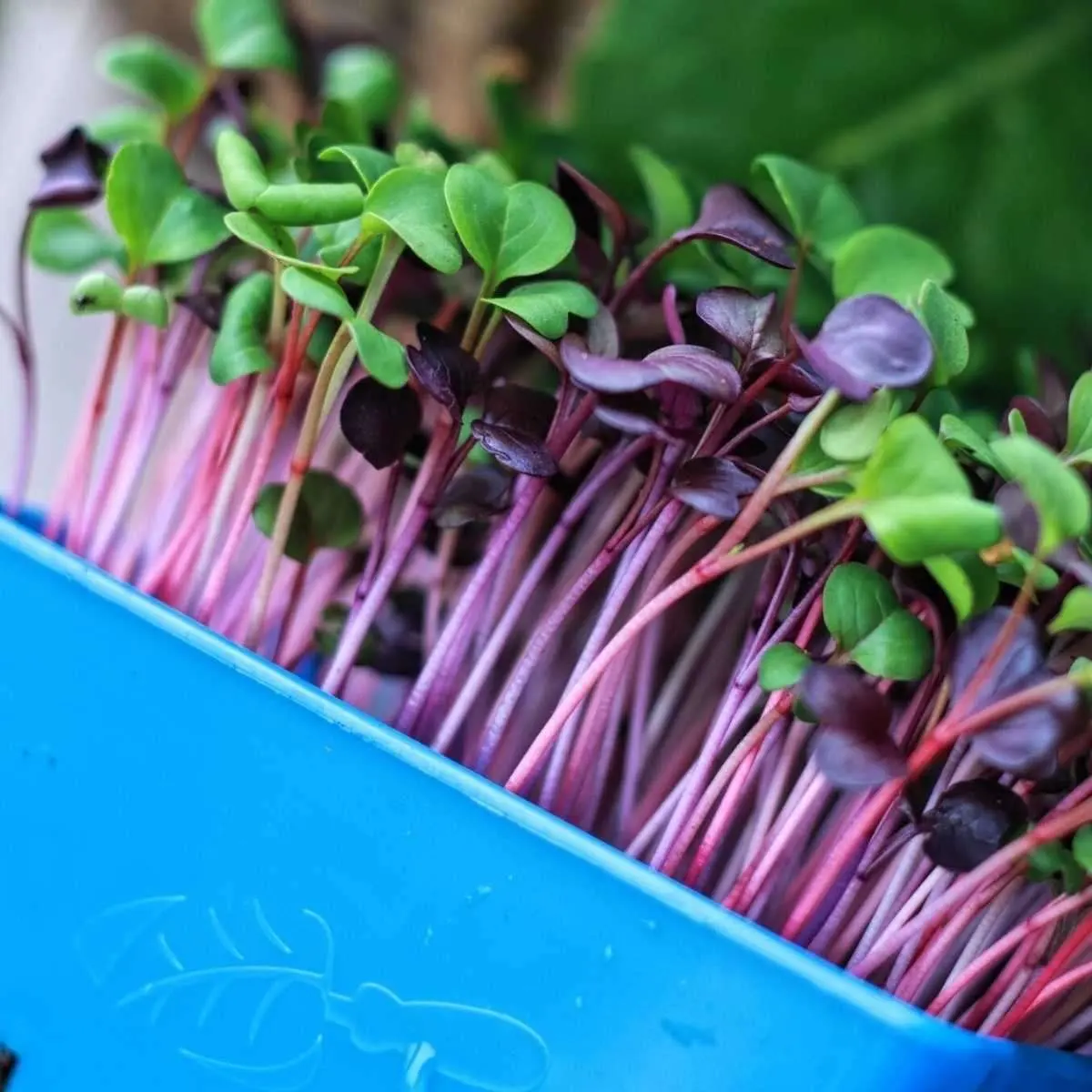 Electric agricultural New products harvester machines harvesting aquaponics microgreens agricultural equipment