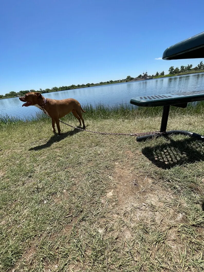 wholesale pet products Braided Hands Free Running Double Thick tactical Paracord Rope Dog Leash