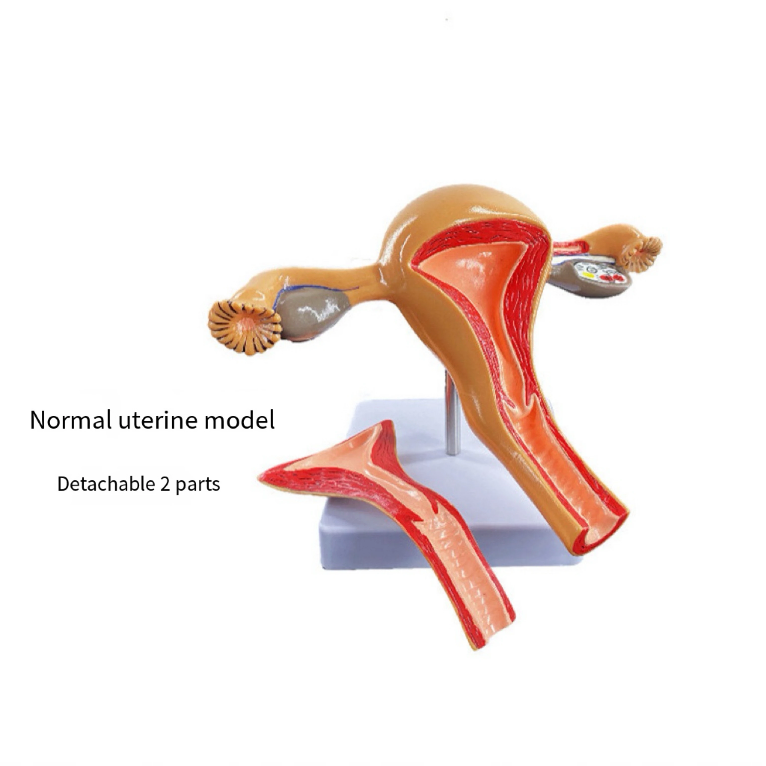 Dental Teeth Model For Dental Technician Practice Training Studyting Dentistry Typodont Models With Removable Tooth 28pcs Model