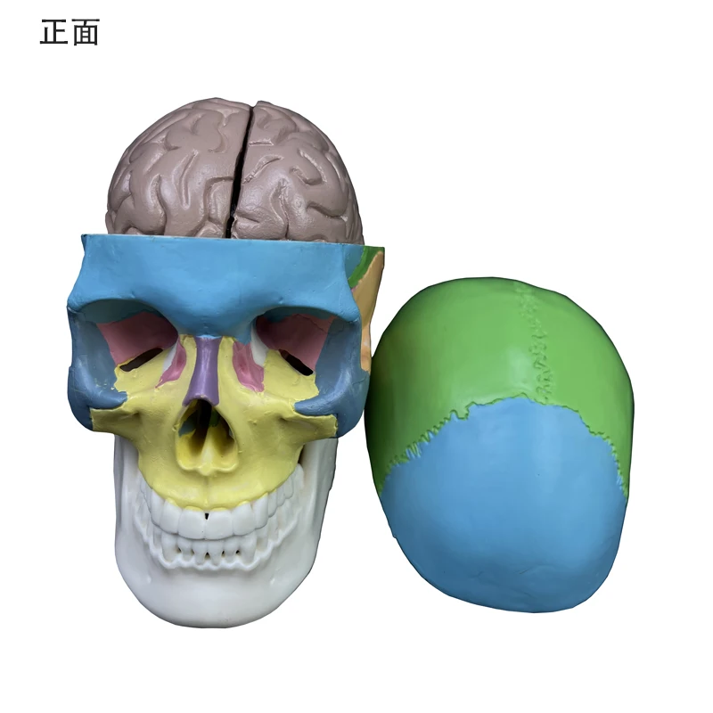 Human skeleton model 3 parts The jaw bone can move 1/2 mini colored skull And brain