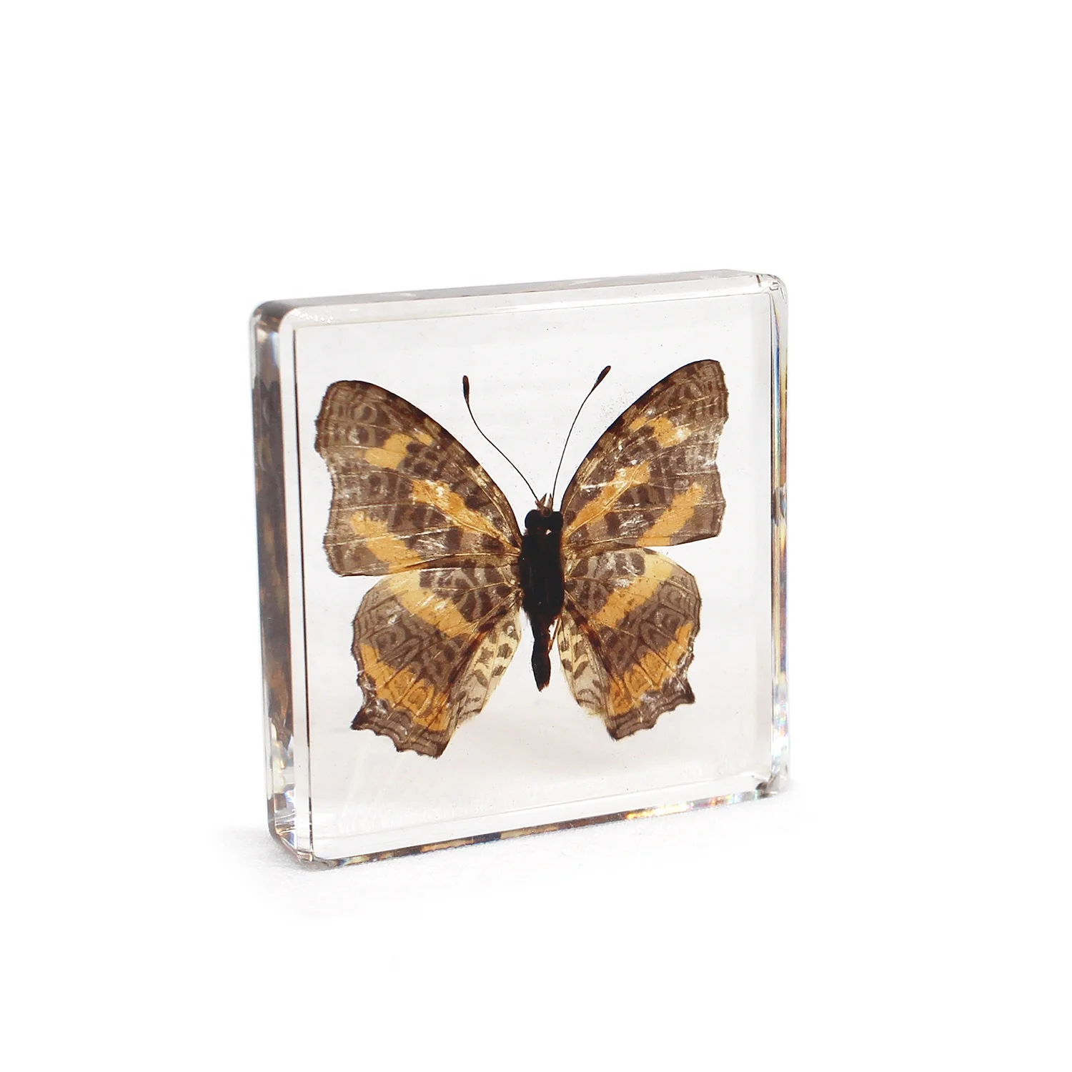 Teaching resources paperweight butterflies taxidermy real butterfly resin preschool learning tools dried specimen resin