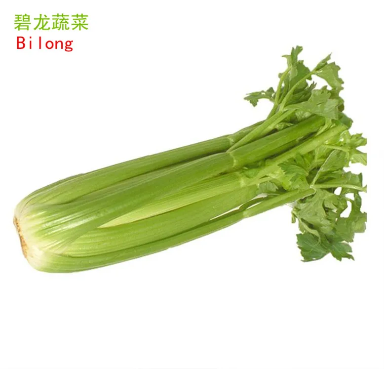 Chinese fresh celery from new crop of  2022