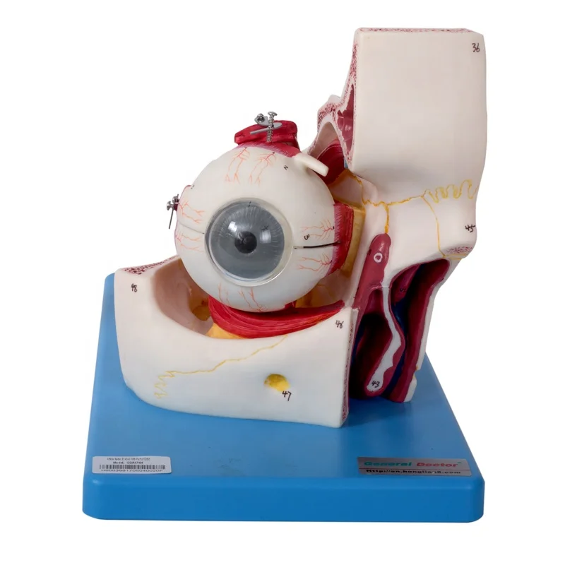 General Doctor Eyeball with Part of Orbit
