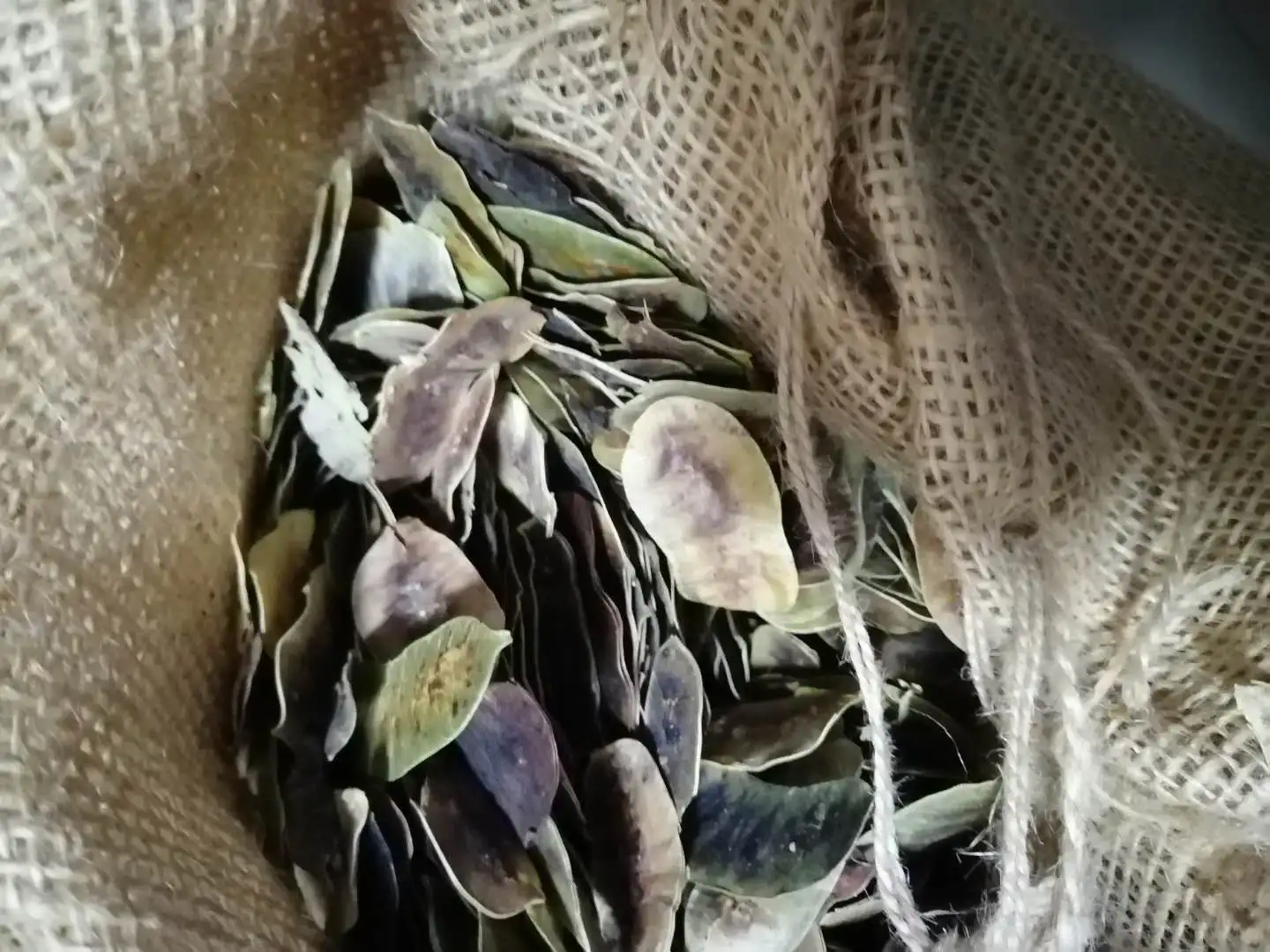 100% Natural Indian dry whole senna pod fruits whole dried senna pods