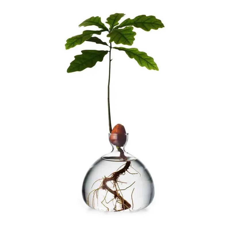 Glass Avocado Propagation Vase Clear Avocados Hyacinths Walnuts Vase Bulb blown glass vase for home