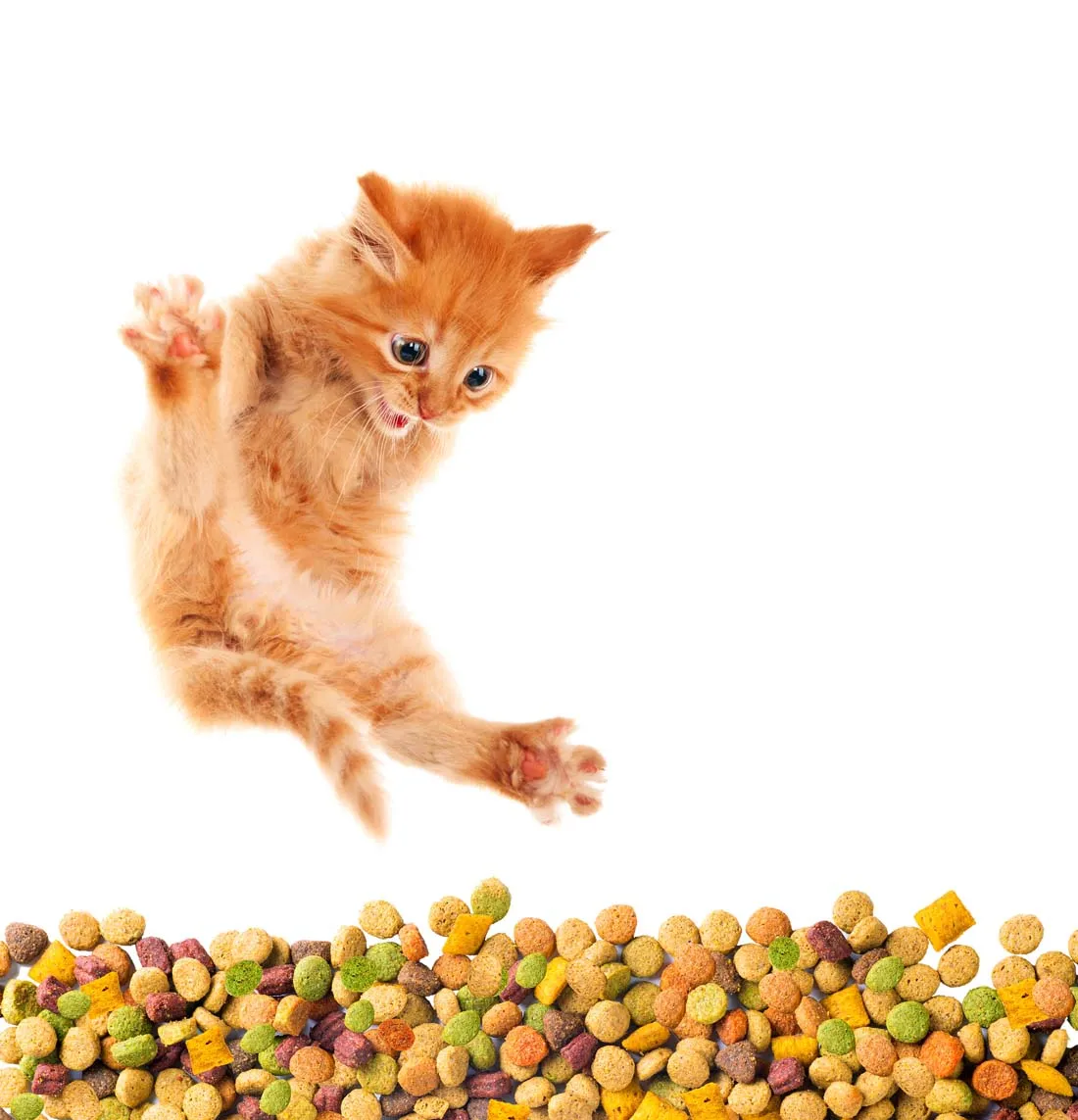 Manufacturer Supply Natural  Bulk Dry Cats Kitten Food For Indonesia Malaysia