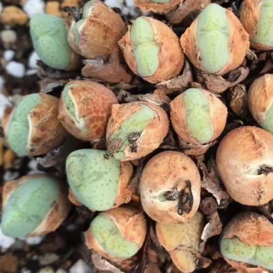 Indoor perennial nature product Succulent plant Aizoaceae Conophytum