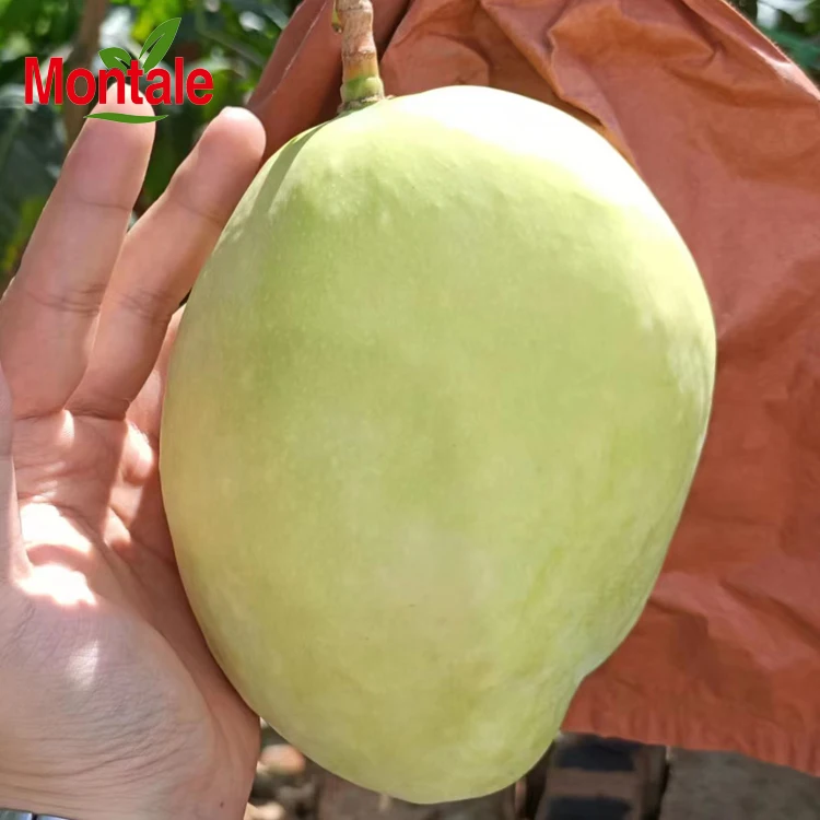 Китайский поставщик свежих фруктов, свежие желтые фрукты манго высокого качества