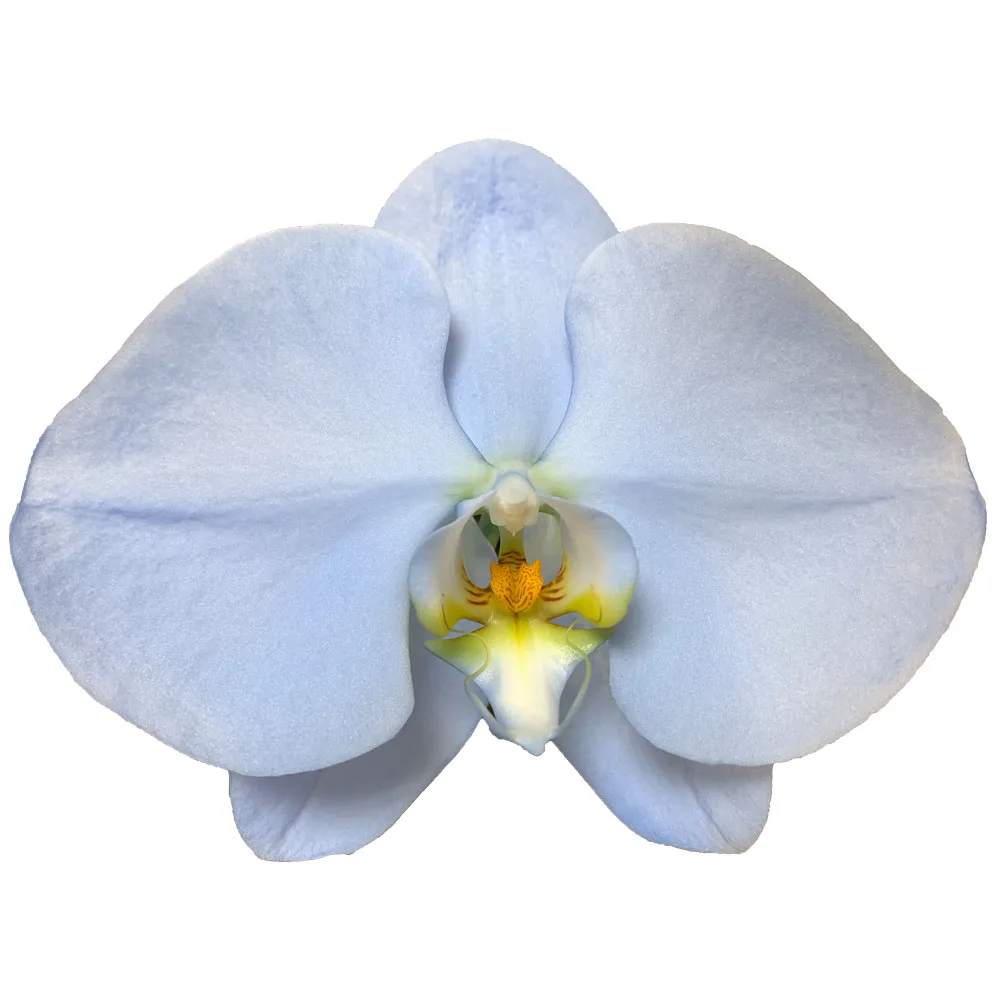 The Best Wholesale Commercial Sky Blue Orchid Phalaenopsis Fresh Cut Flowers