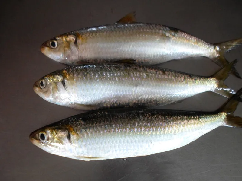 HALAL Frozen sardine fish whole round with cheap price fish food