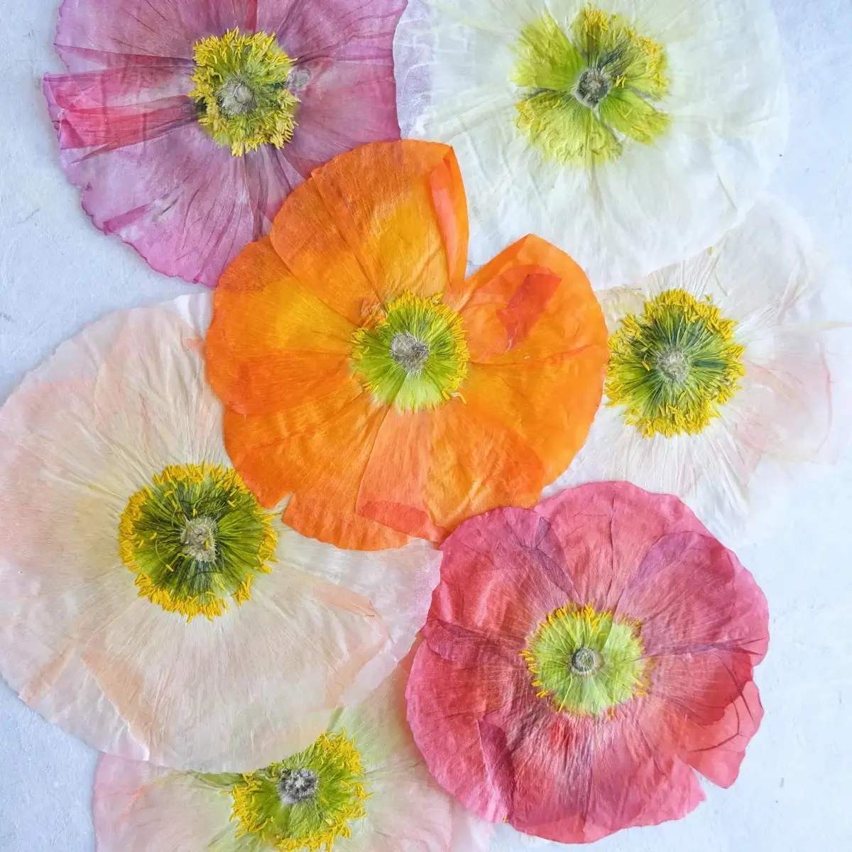 Corn Poppy Common Poppy Pressed Flower