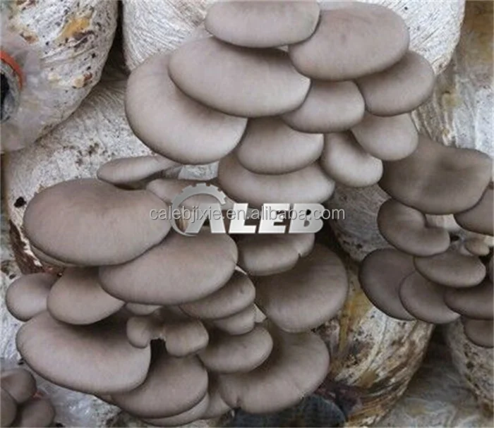 Упаковочная машина для