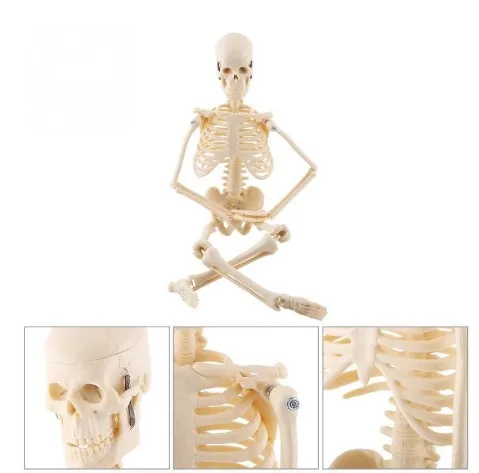 3D Medical Anatomy Pvc Plastic Human Skeleton Model
