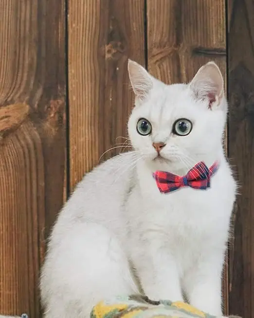 High Quality Comfortable Soft Cat Collar With Bell And Bow Tie Quick Release Safety Collar For Kitten And Cats Tartan Pet Collar