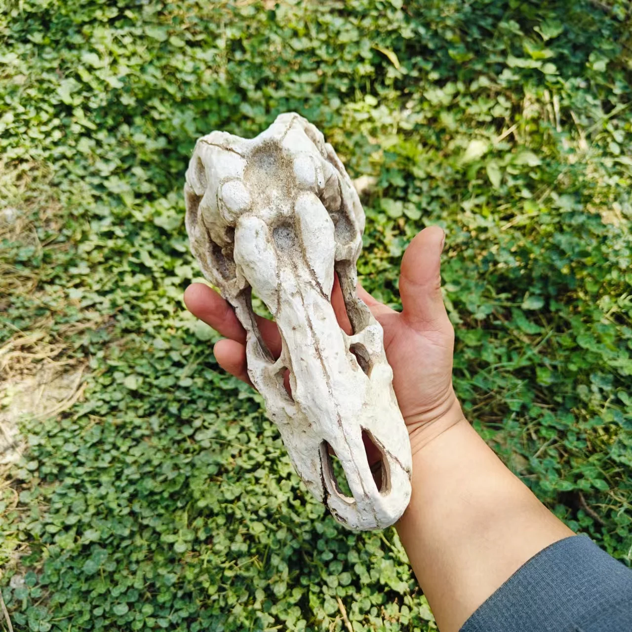 Simulated Dinosaur Skull Pet Lizard Reptile House Landscaping Climbing Pet Feeding Box Palace Snake Hiding Nest Sun Platform