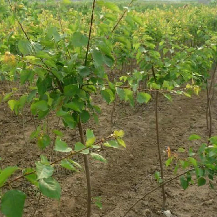 
Grafted seeding different color size series fruit Chinese apricot plants 