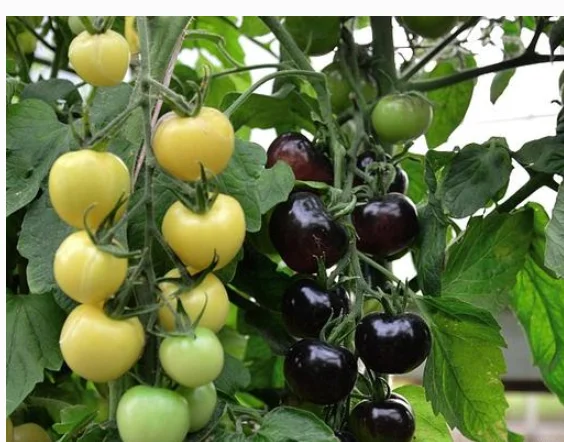 Черный цвет семена томатов для туризма Hblack