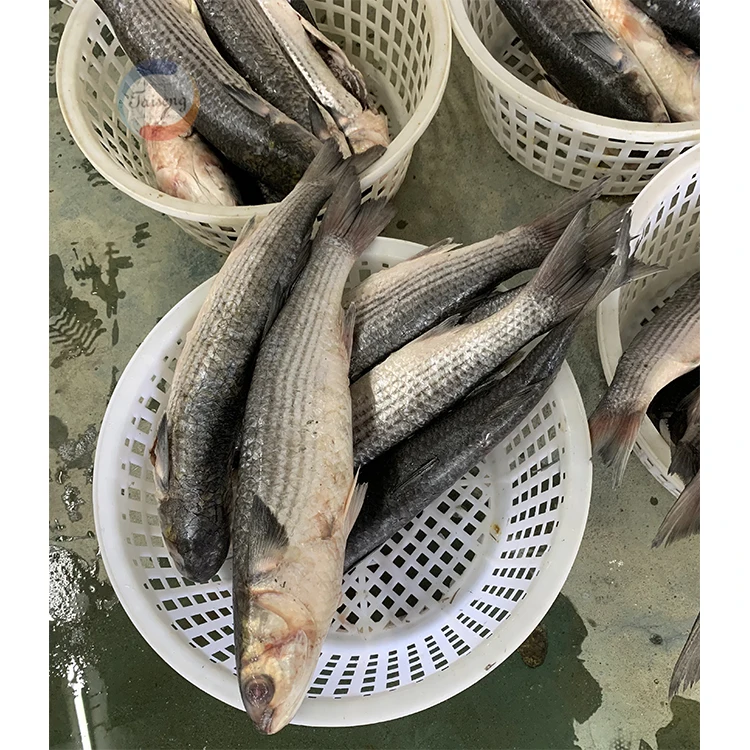 Замороженный цельный серый муллет хорошего качества