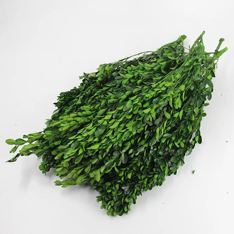 China supply small preserved leaves boxwood leaves green leaves Buxus sinica for bouquet