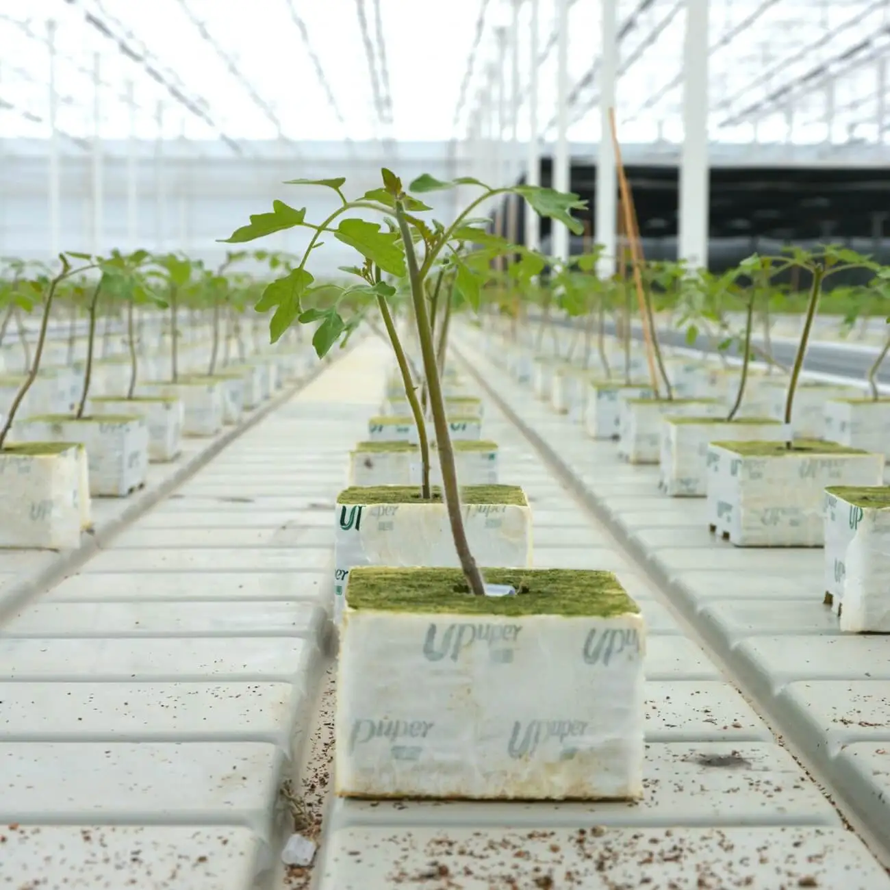 UPuper wholesale manufacturer tomatoes square greenhouse system hydroponic substrate grow bags for plants