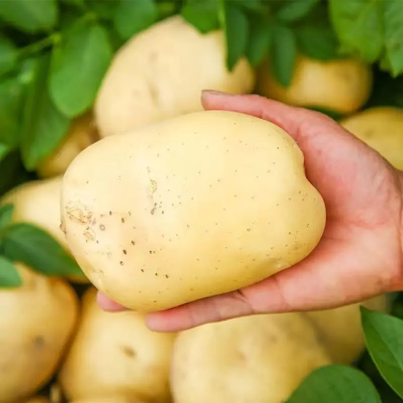 Wholesale Export Fresh Vegetable Potato  Fresh Potatoes China Potato Price