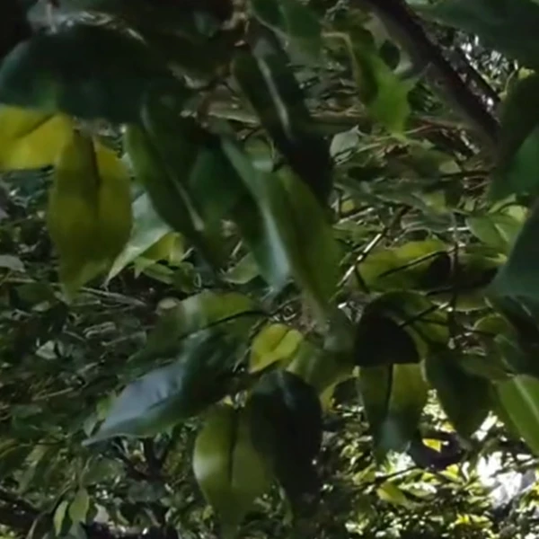 Fake Plastic Plants Decorative Ficus Trees Large Artificial Banyan Tree