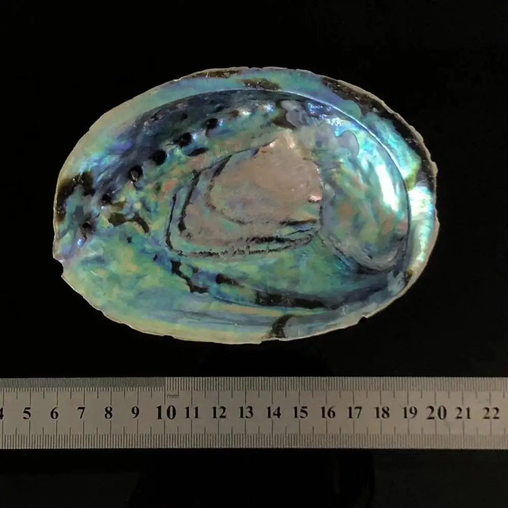 
Hot-selling natural marine raw crafts abalone shells for home decoration 