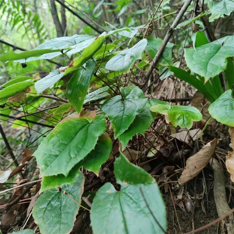 Новое поступление Натуральные Сушеные травы Yin Yang Huo Epimedium растительный экстракт порошок
