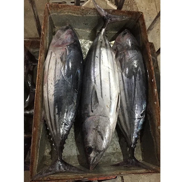 Очень дешевая круглая свежая рыба-тунец