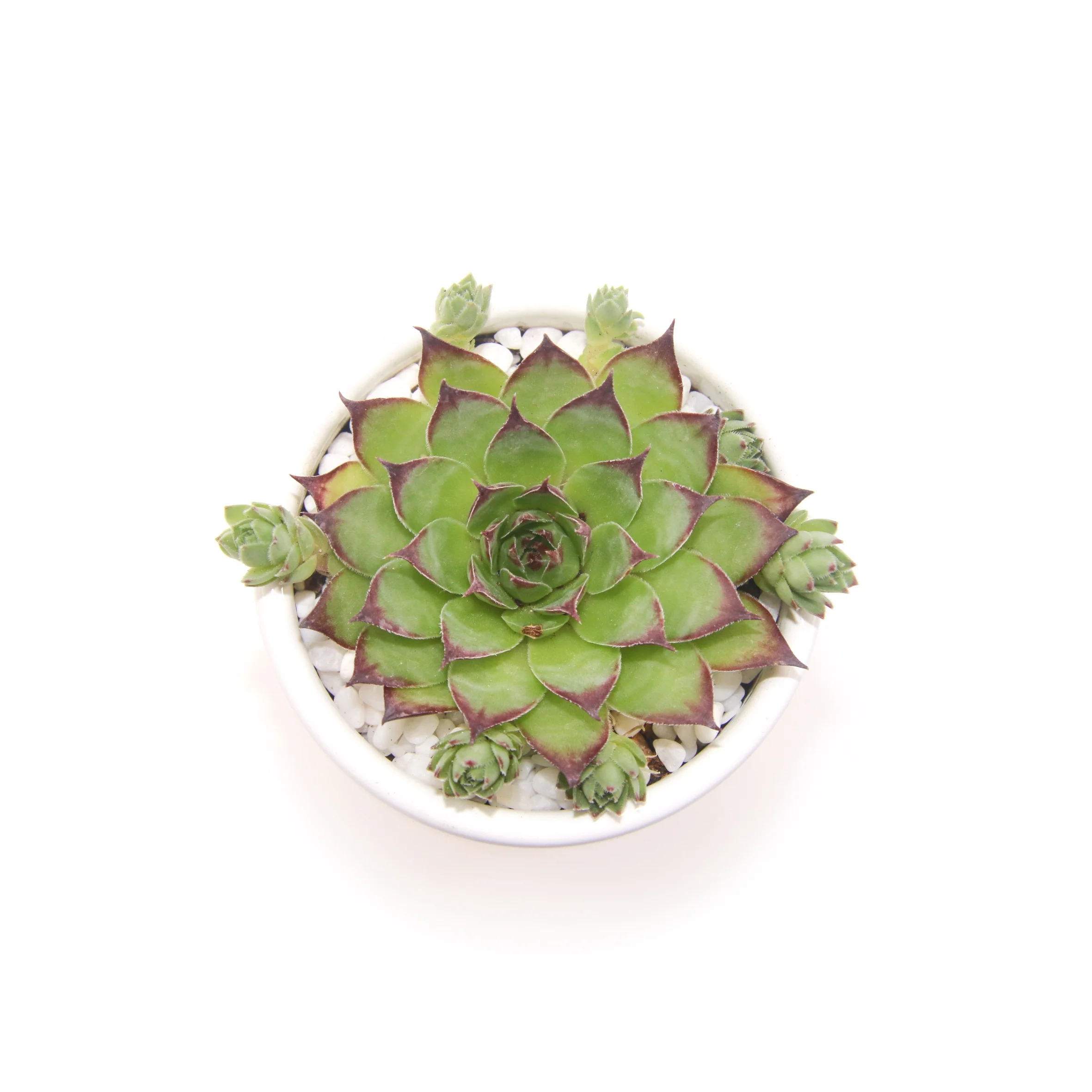 
Лучшие популярные красивые настоящие натуральные суккулентные растения Sempervivum tectorum для украшения офиса 