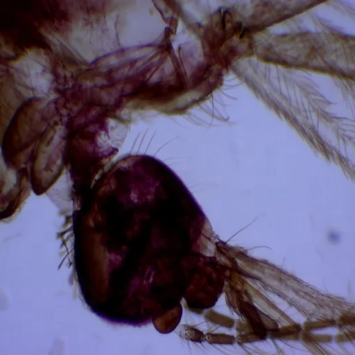 Parasitology Prepared Microscope Slides High Quality Images Long-Term Use Educational Prepared Slides for Schools Faculties