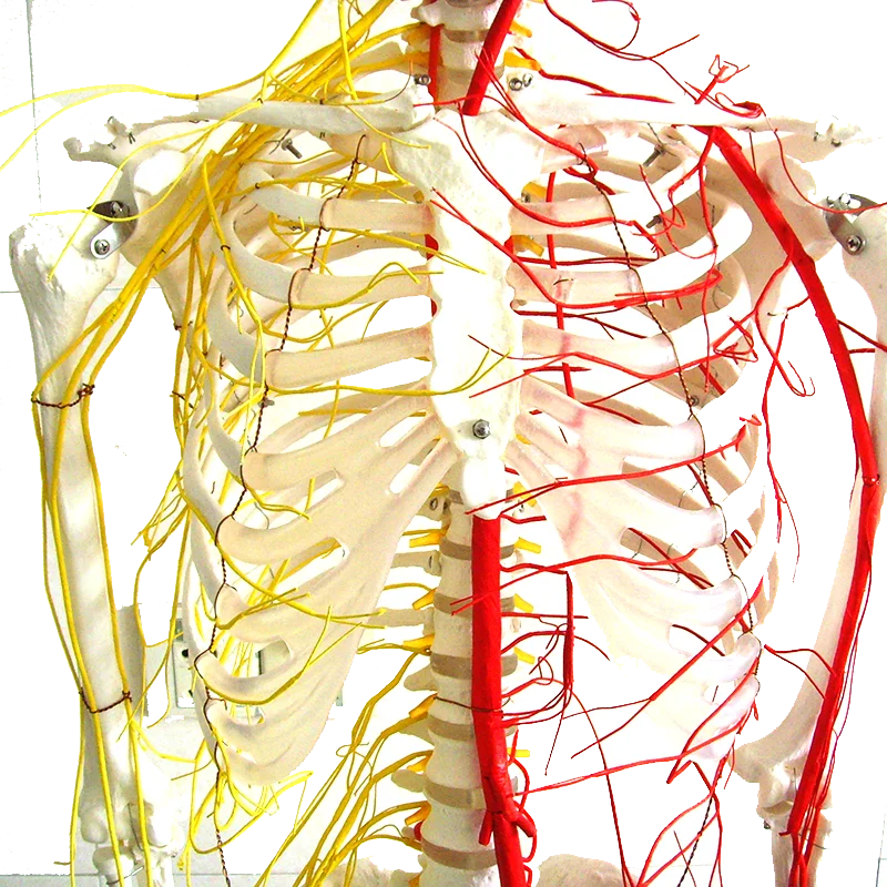 Lab Teaching Models Human 170cm Human Skeleton with Main Arteries and Spinal Nerves Skeleton of PVC