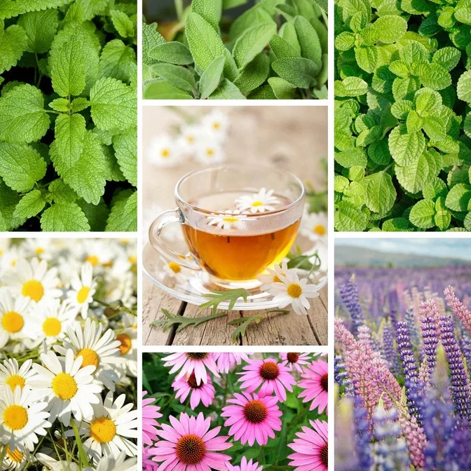 Organic 12 Variety Herb & Tea Seed Kit for Floor Usage with Artificial Flowers Made from Crystal Material